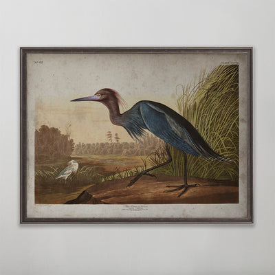 Old vintage Blue Crane Audubon art for wall art home decor. 