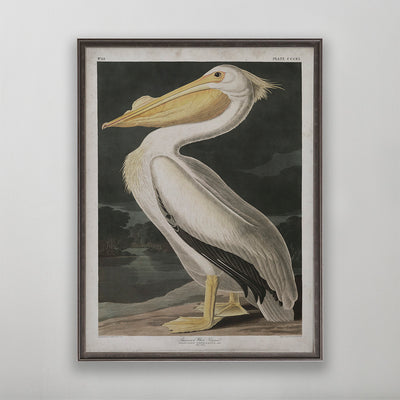 Old vintage American White Pelican Audubon art for wall art home decor. 