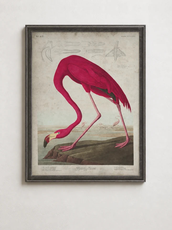 Audubon Birds of America collection cover