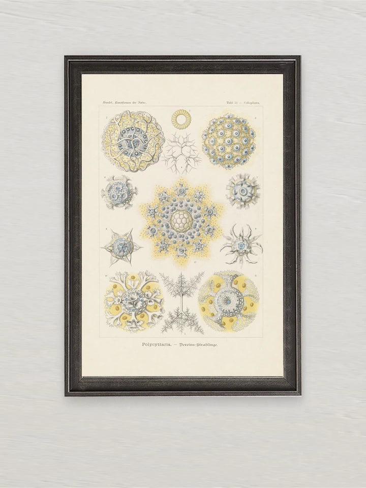 Natural History Prints collection cover
