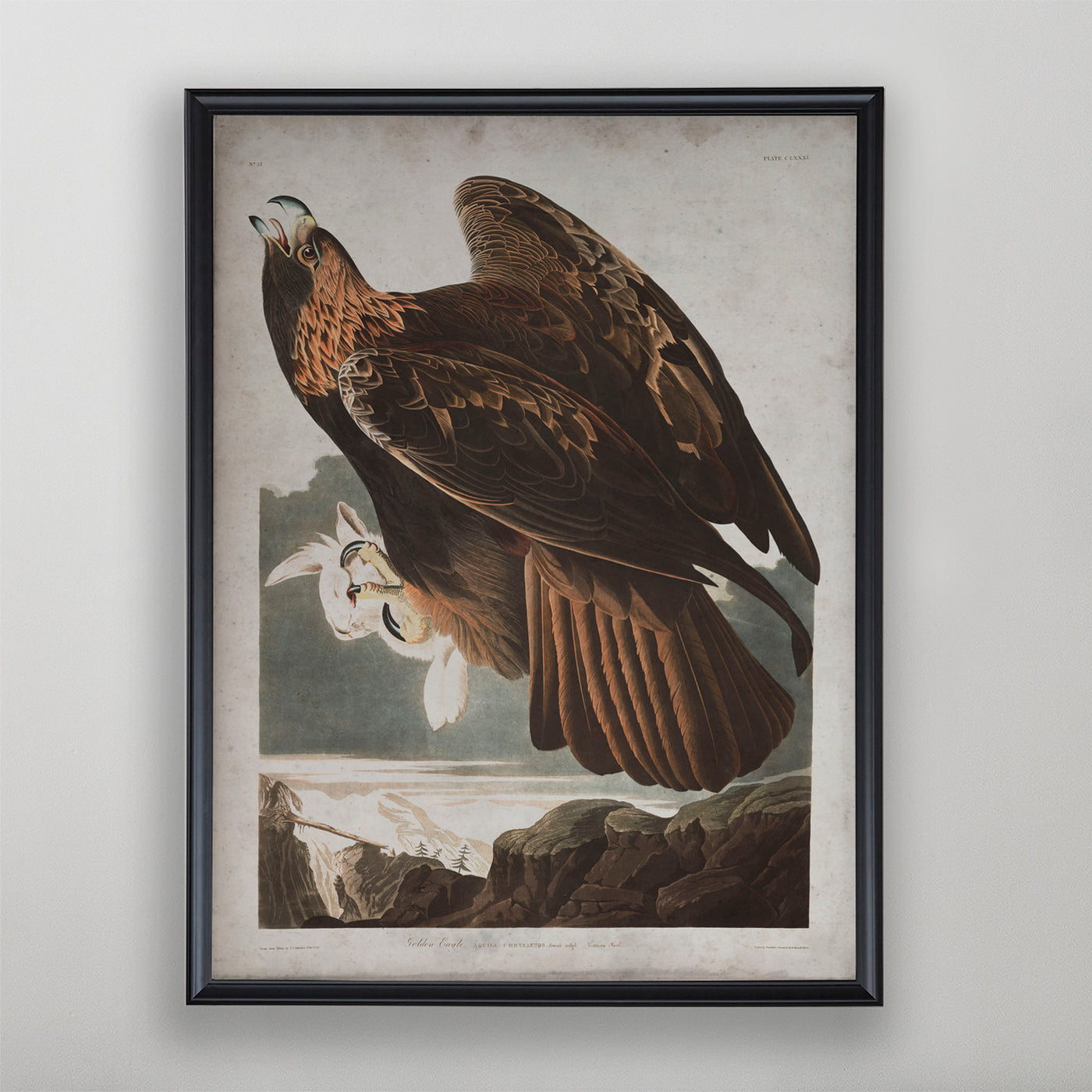 Vintage Golden Eagle Audubon Print, Antique Bird Wall Art