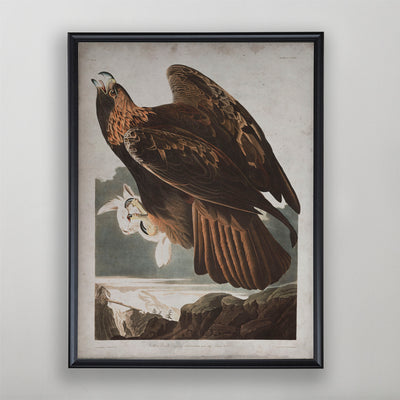 Vintage Golden Eagle Audubon Print, Antique Bird Wall Art