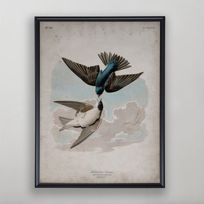Vintage White Bellied Swallow Audubon Print, Antique Bird Wall Art