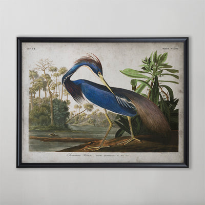 Vintage Louisiana Heron Audubon Print, Antique Bird Wall Art