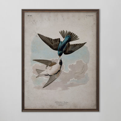 Vintage White Bellied Swallow Audubon Print, Antique Bird Wall Art