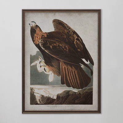 Vintage Golden Eagle Audubon Print, Antique Bird Wall Art