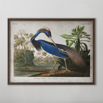 Vintage Louisiana Heron Audubon Print, Antique Bird Wall Art