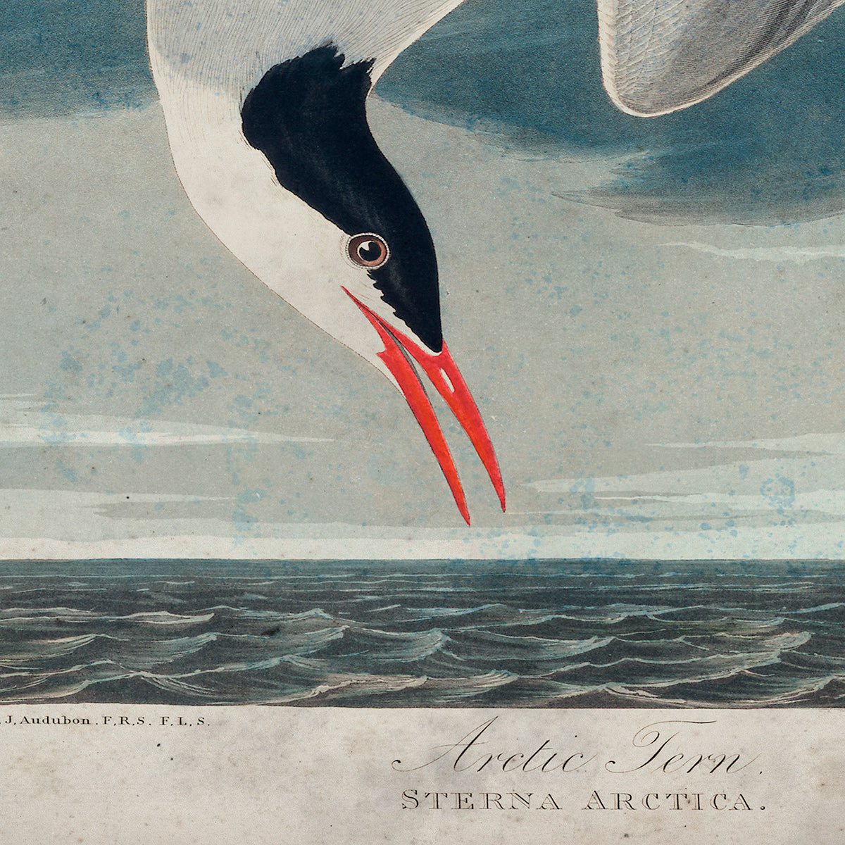 American Arctic Tern Audubon wall art. Shop Archive Print Co.