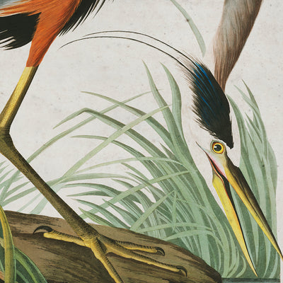 American Great Blue Heron Audubon wall art. Shop Archive Print Co.