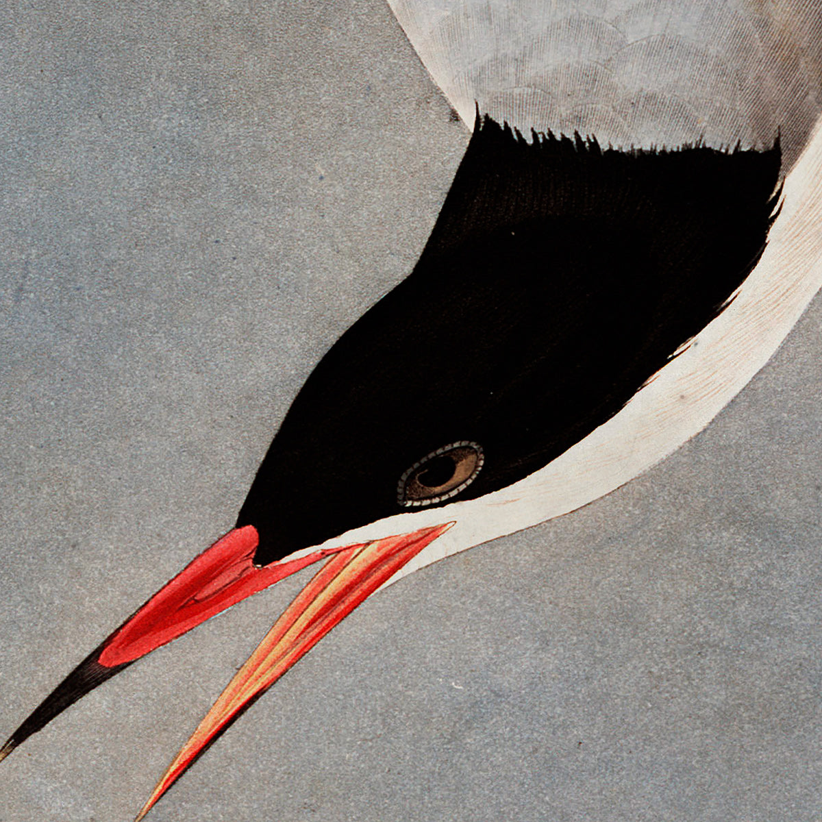 American Great Tern Audubon wall art. Shop Archive Print Co.