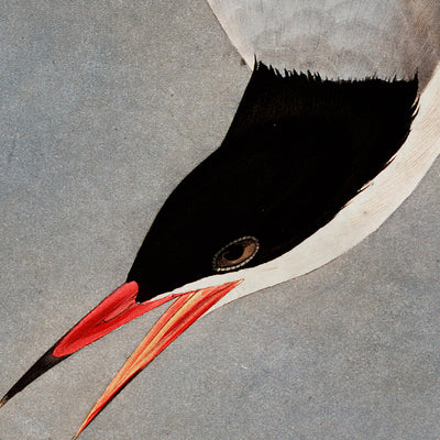 American Great Tern Audubon wall art. Shop Archive Print Co.