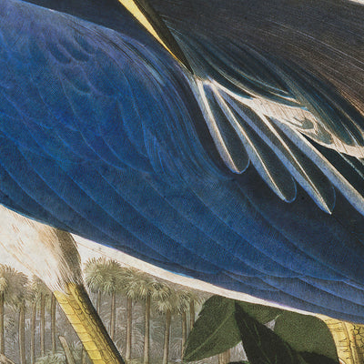 American Louisiana Heron Audubon wall art. Shop Archive Print Co.