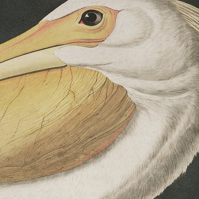 American White Pelican Audubon wall art. Shop Archive Print Co.