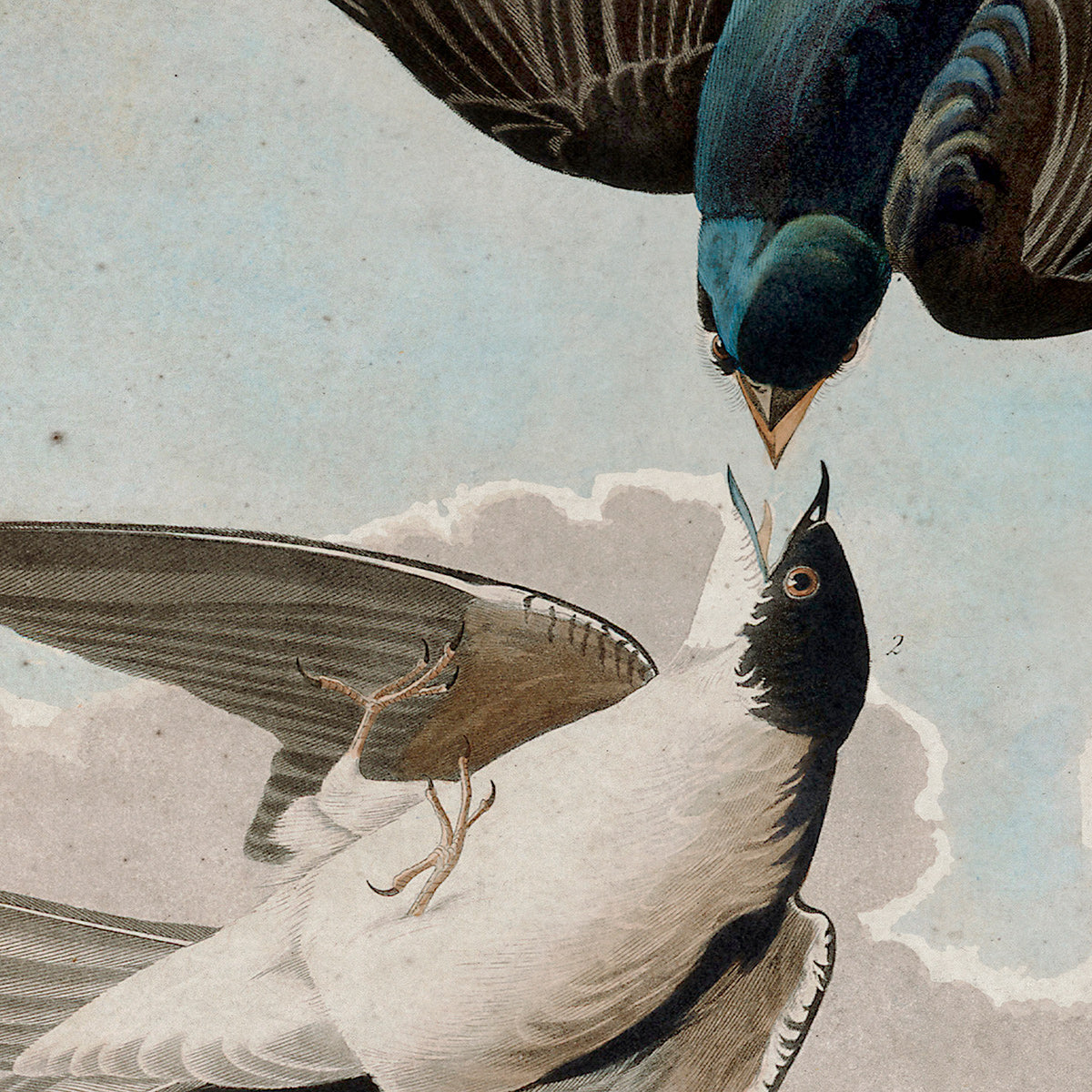 American White Bellied Swallow Audubon wall art. Shop Archive Print Co.