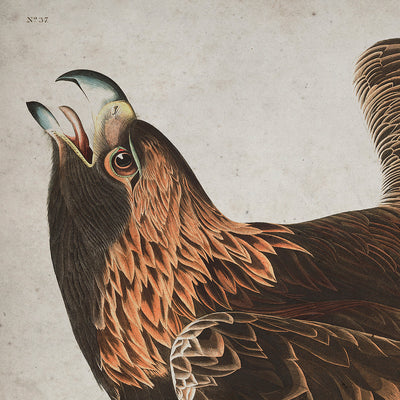 American Golden Eagle Audubon wall art. Shop Archive Print Co.