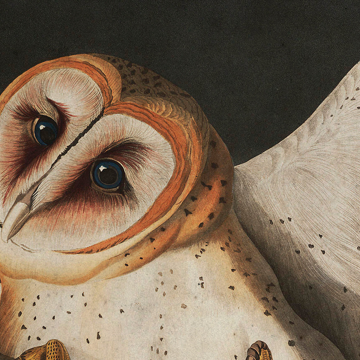 American Barn Owl Audubon wall art. Shop Archive Print Co.