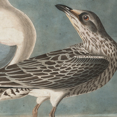 American Common Gull Audubon wall art. Shop Archive Print Co.