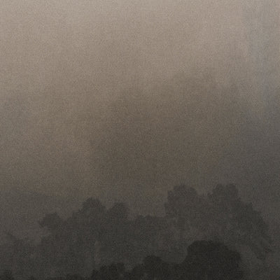 Fog in Presidio, San Francisco Shot on 35mm Film