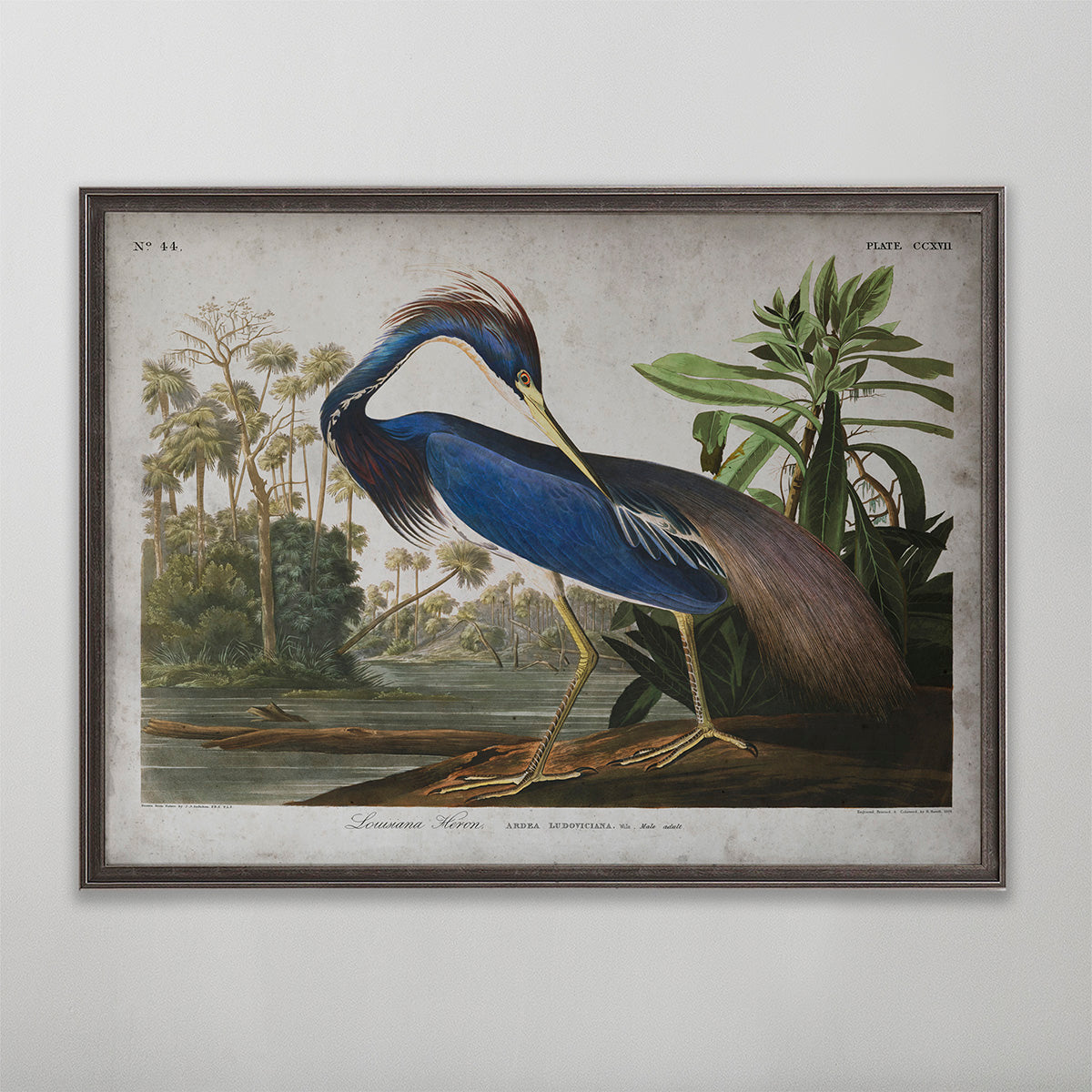 Old vintage Louisiana Heron Audubon art for wall art home decor. 