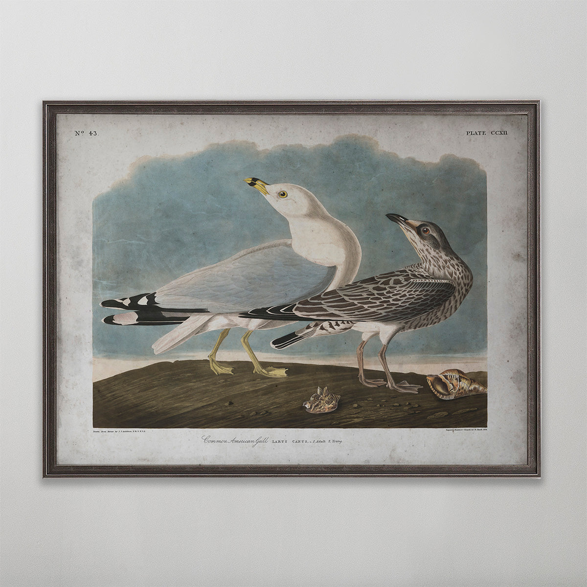 Old vintage Common Gull Audubon art for wall art home decor. 