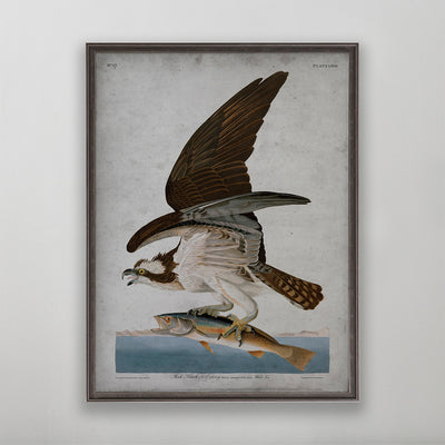 Old vintage Osprey Audubon art for wall art home decor. 