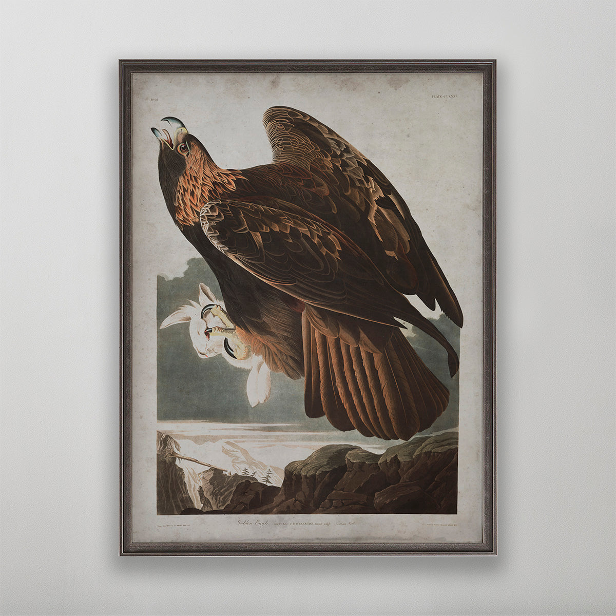 Old vintage Golden Eagle Audubon art for wall art home decor. 