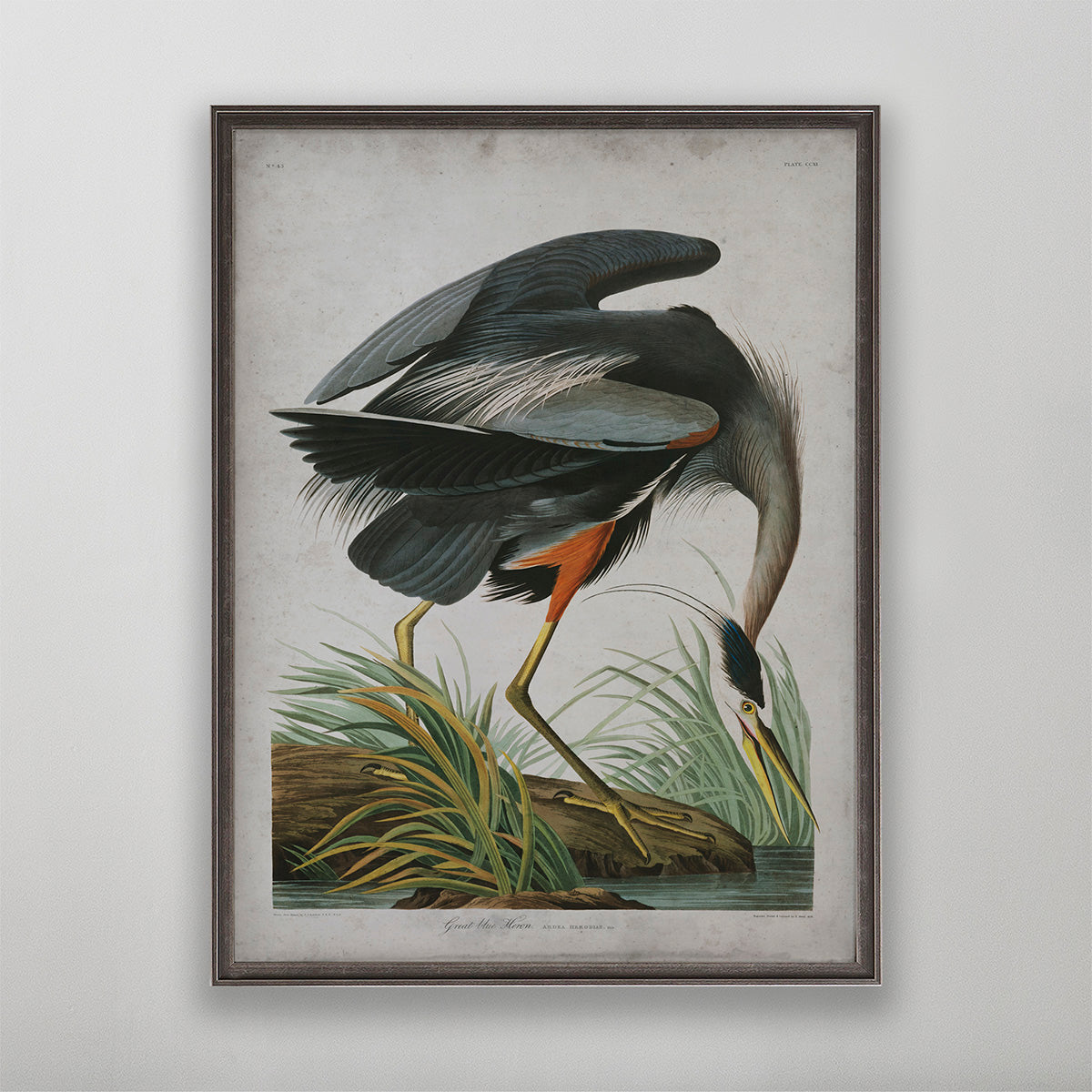 Old vintage Great Blue Heron Audubon art for wall art home decor. 