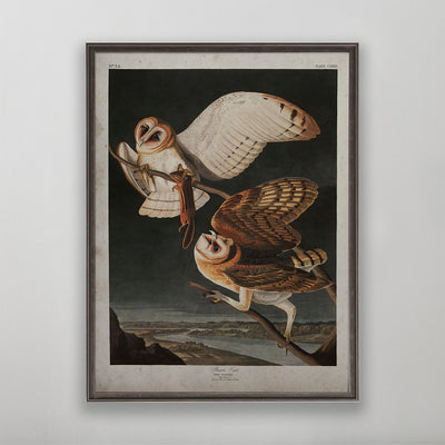 Old vintage Barn Owl Audubon art for wall art home decor. 