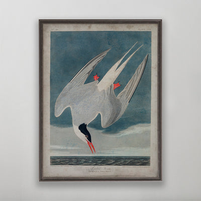 Old vintage Arctic Tern Audubon art for wall art home decor. 