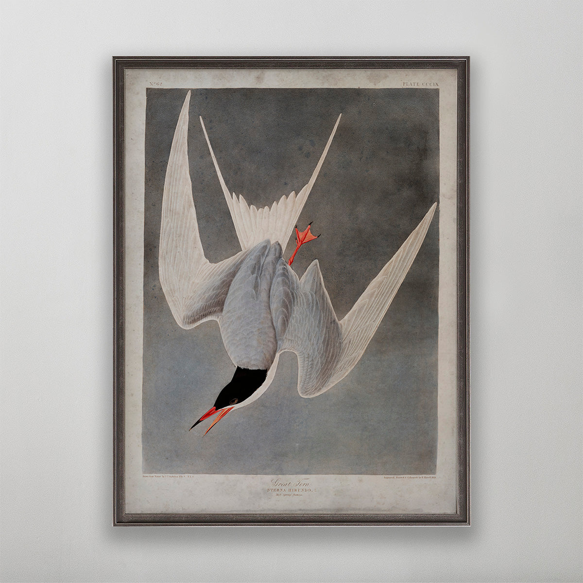 Old vintage Great Tern Audubon art for wall art home decor. 