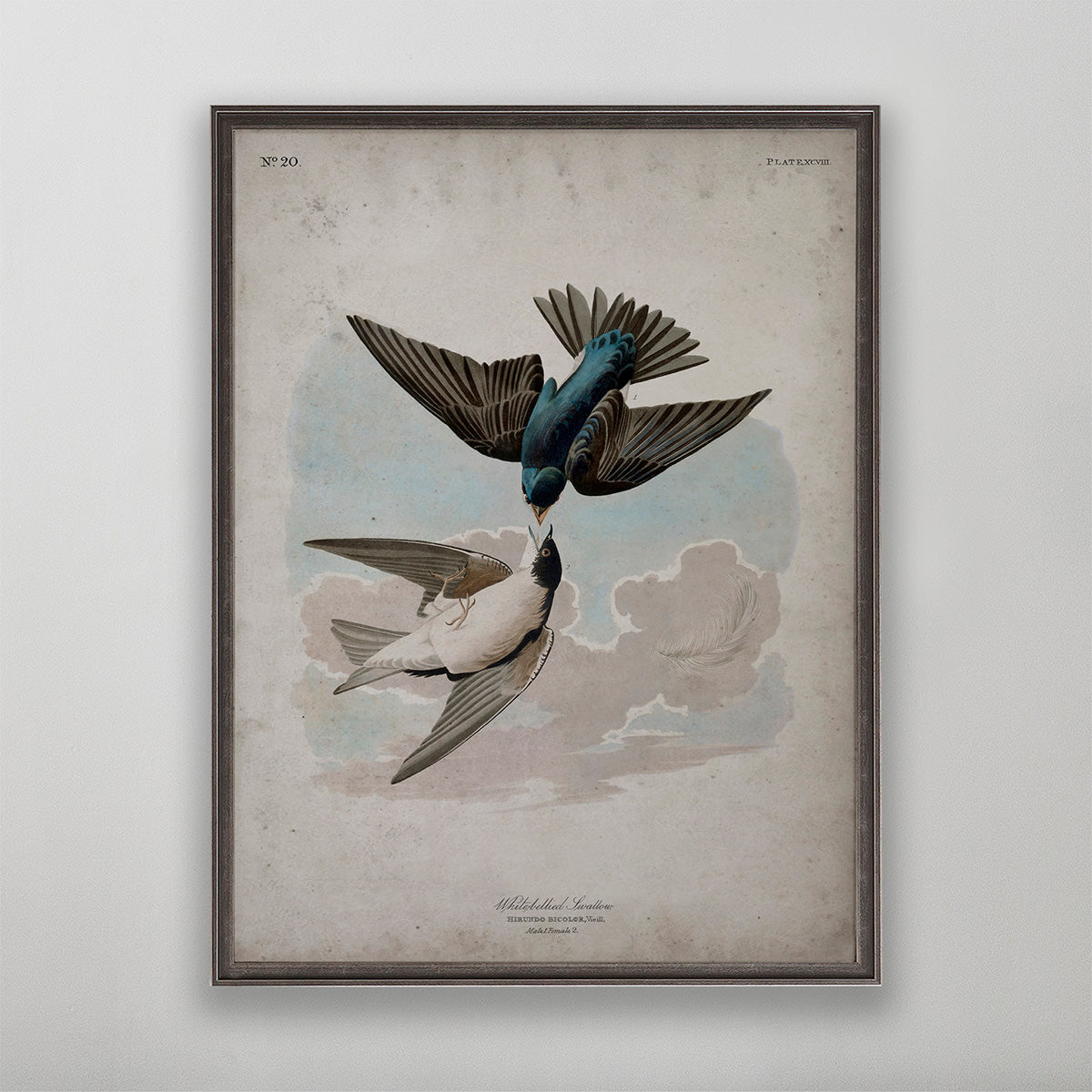 Old vintage White Bellied Swallow Audubon art for wall art home decor. 