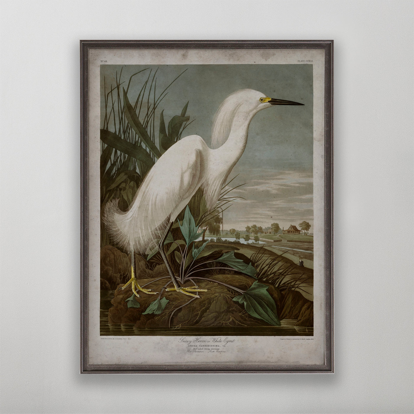 Old vintage Snowy Heron Audubon art for wall art home decor. 