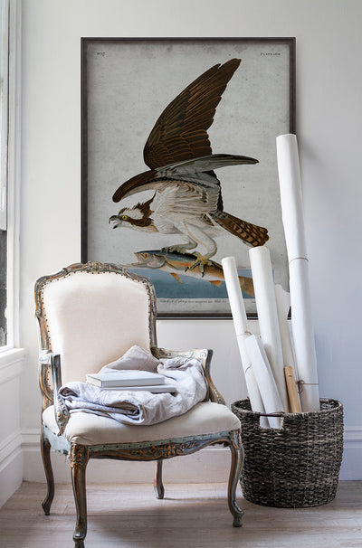 Vintage Osprey Audubon poster print in room with white walls with vintage furniture and vintage decor.
