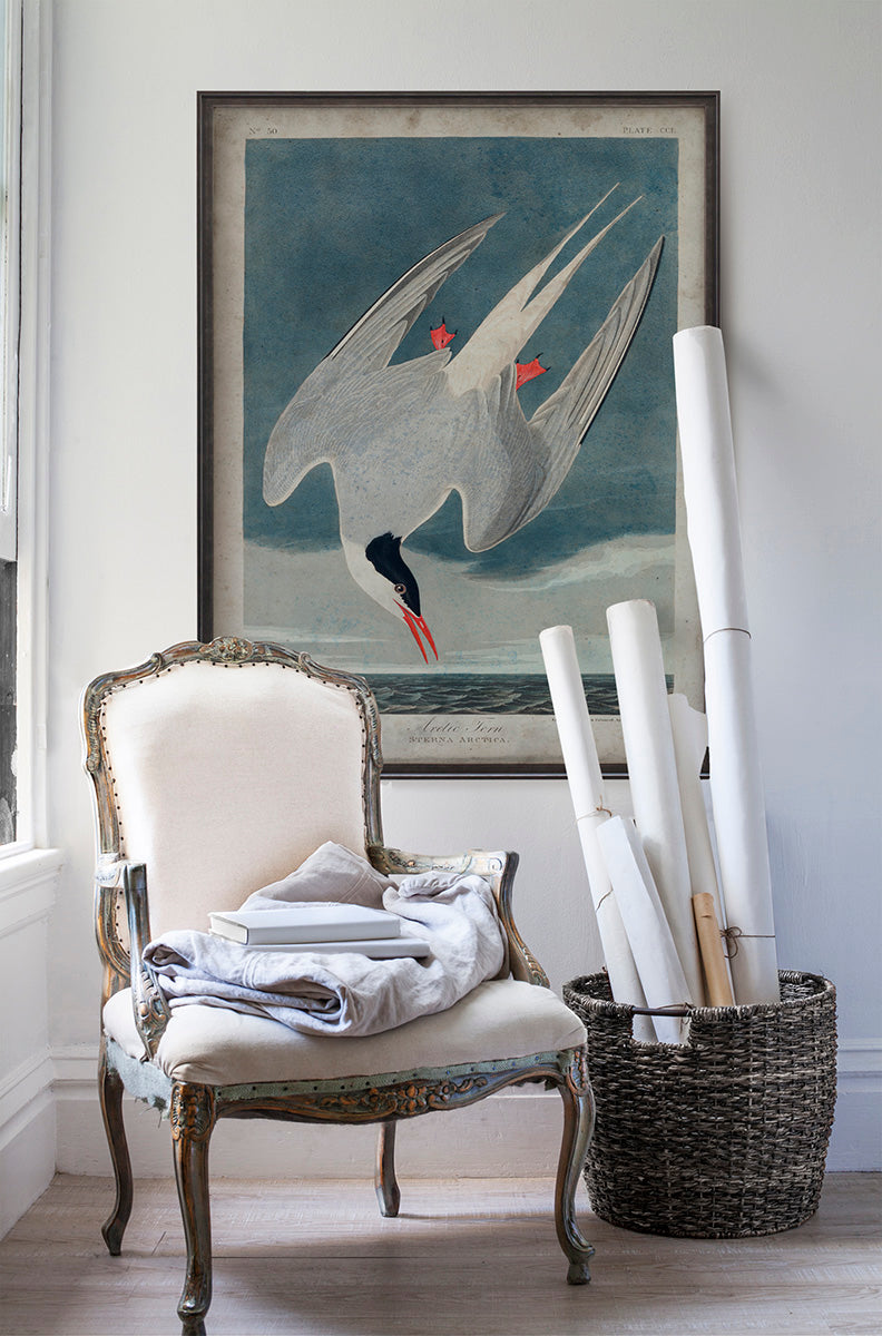 Vintage Arctic Tern Audubon poster print in room with white walls with vintage furniture and vintage decor.