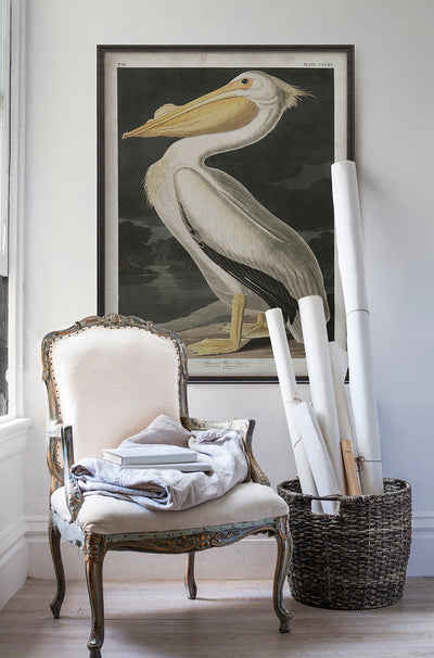 Vintage American White Pelican Audubon poster print in room with white walls with vintage furniture and vintage decor.