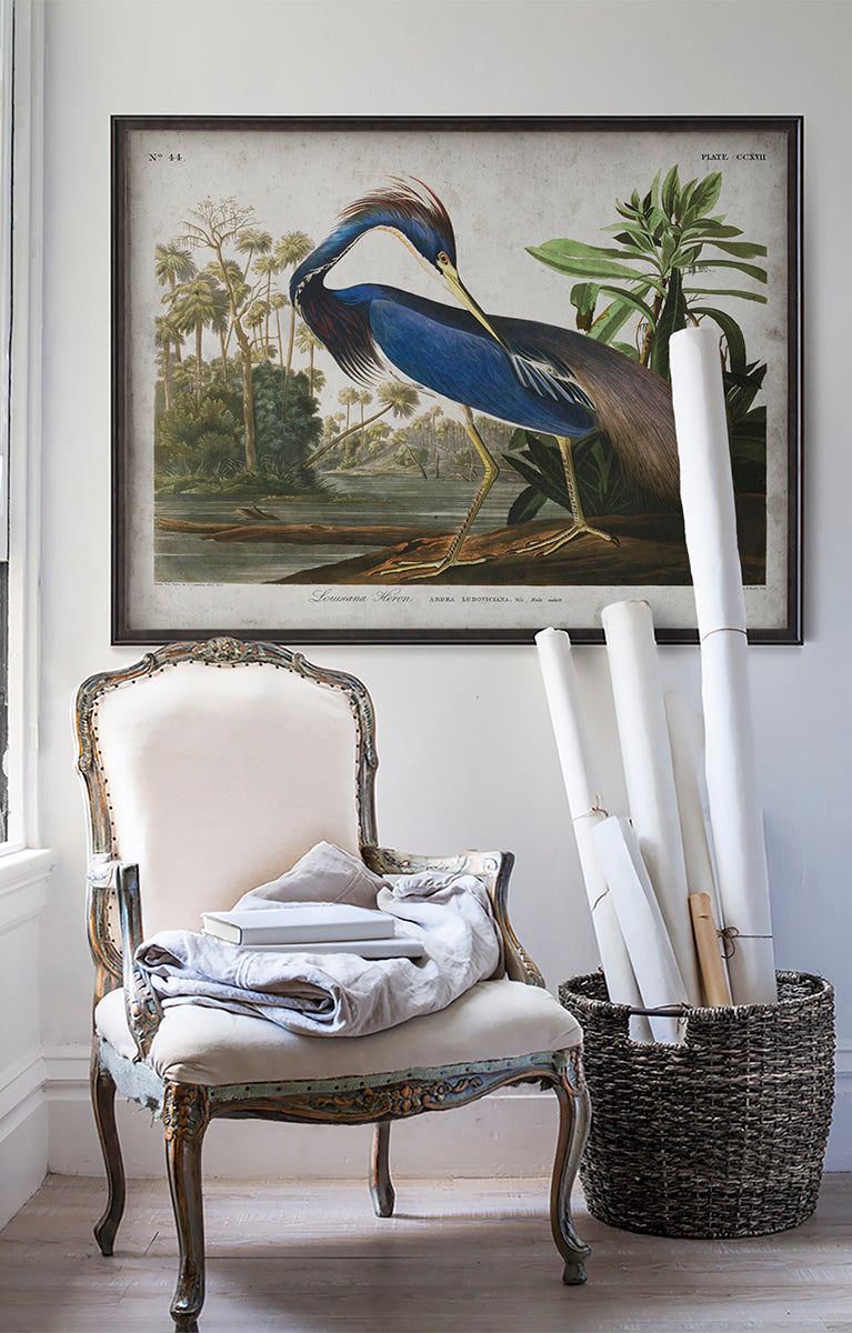 Vintage Louisiana Heron Audubon poster print in room with white walls with vintage furniture and vintage decor.