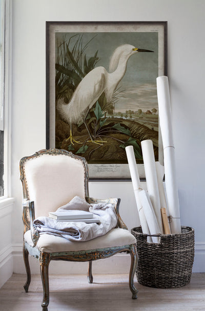 Vintage Snowy Heron Audubon poster print in room with white walls with vintage furniture and vintage decor.