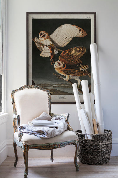 Vintage Barn Owl Audubon poster print in room with white walls with vintage furniture and vintage decor.