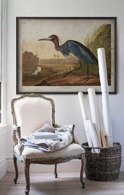 Vintage Blue Crane Audubon poster print in room with white walls with vintage furniture and vintage decor.