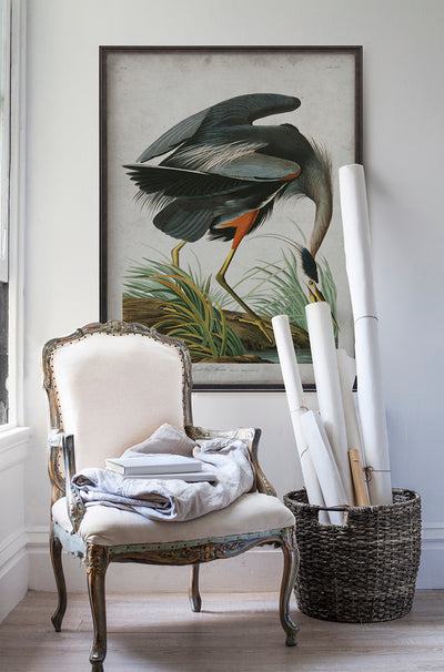 Vintage Great Blue Heron Audubon poster print in room with white walls with vintage furniture and vintage decor.