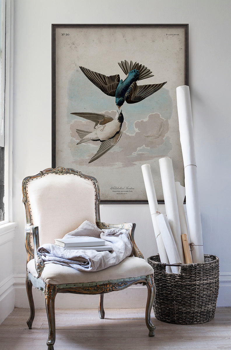 Vintage White Bellied Swallow Audubon poster print in room with white walls with vintage furniture and vintage decor.