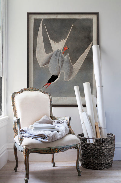 Vintage Great Tern Audubon poster print in room with white walls with vintage furniture and vintage decor.