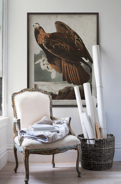 Vintage Golden Eagle Audubon poster print in room with white walls with vintage furniture and vintage decor.