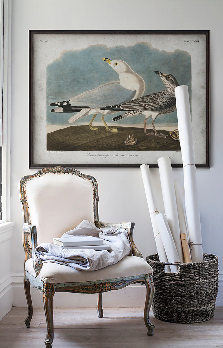 Vintage Common Gull Audubon poster print in room with white walls with vintage furniture and vintage decor.