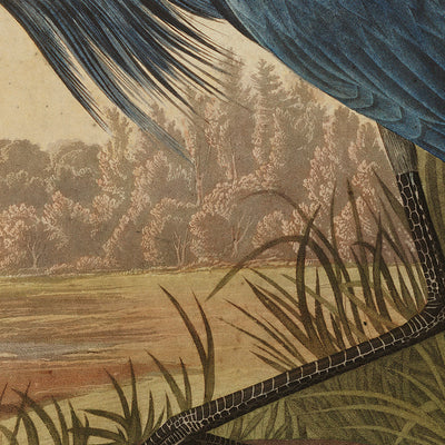 American Blue Crane Audubon wall art. Shop Archive Print Co.