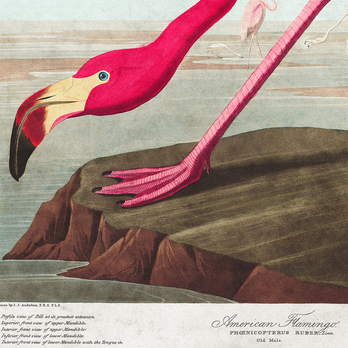 Audubon | American Flamingo