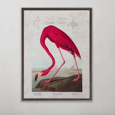 Audubon | American Flamingo
