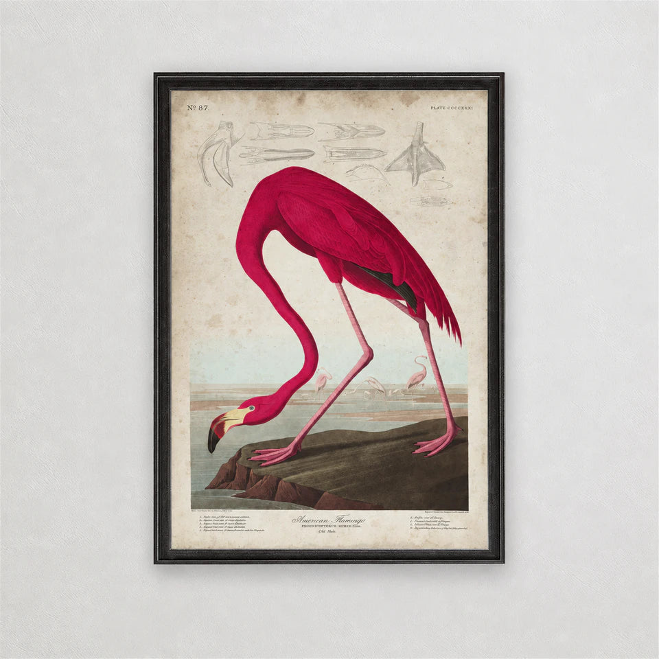 Restored American Flamingo Audubon print in a dark wood frame